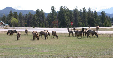 Elks in Jasper